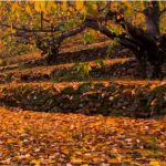 El otoño en el Valle del Jerte